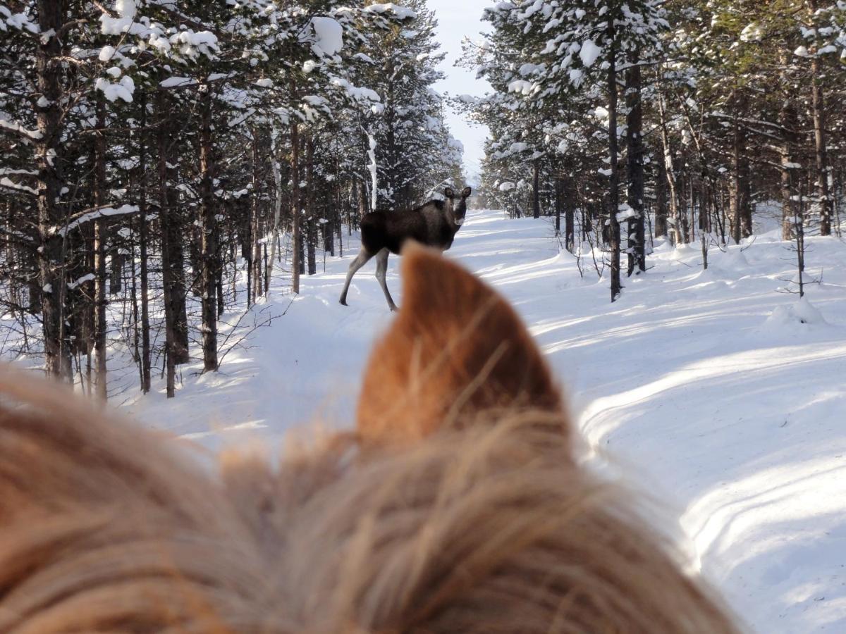 Ofelas Islandshaestar & Guideservice キルナ エクステリア 写真