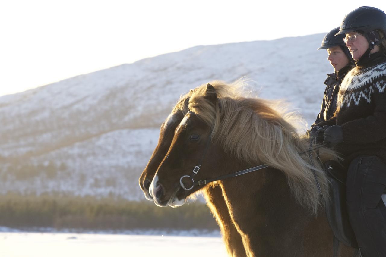 Ofelas Islandshaestar & Guideservice キルナ エクステリア 写真