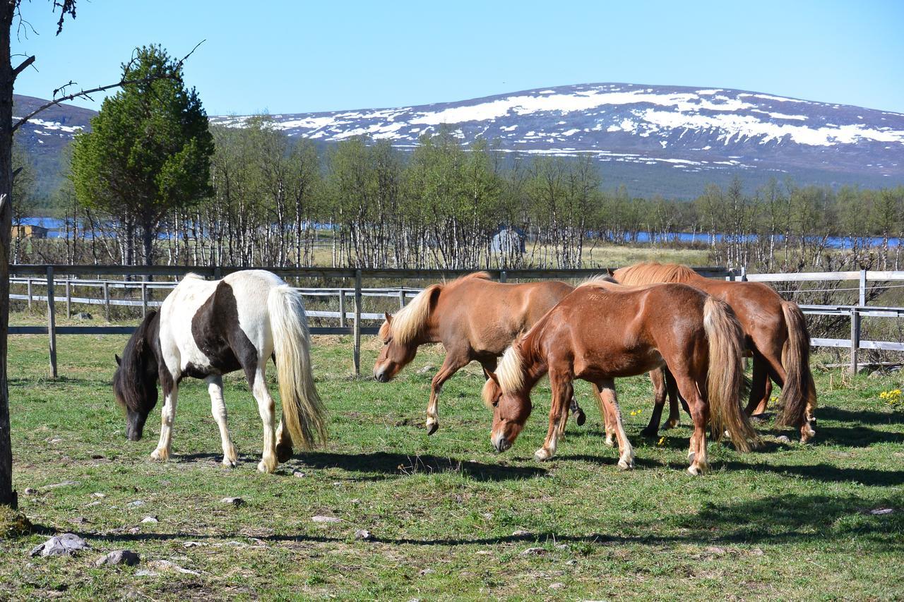 Ofelas Islandshaestar & Guideservice キルナ エクステリア 写真